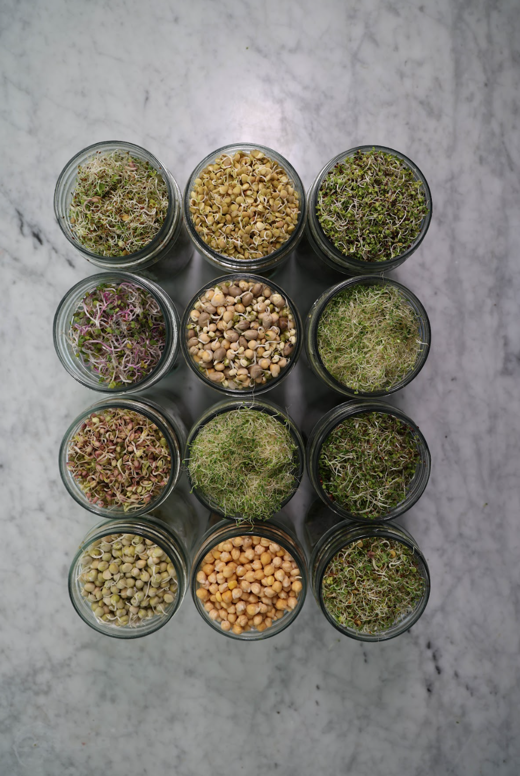 Unlocking the Nutritional Power of Broccoli Sprouts The Sprouting Company Unlocking the Nutritional Power of Broccoli Sprouts The Sprouting Company