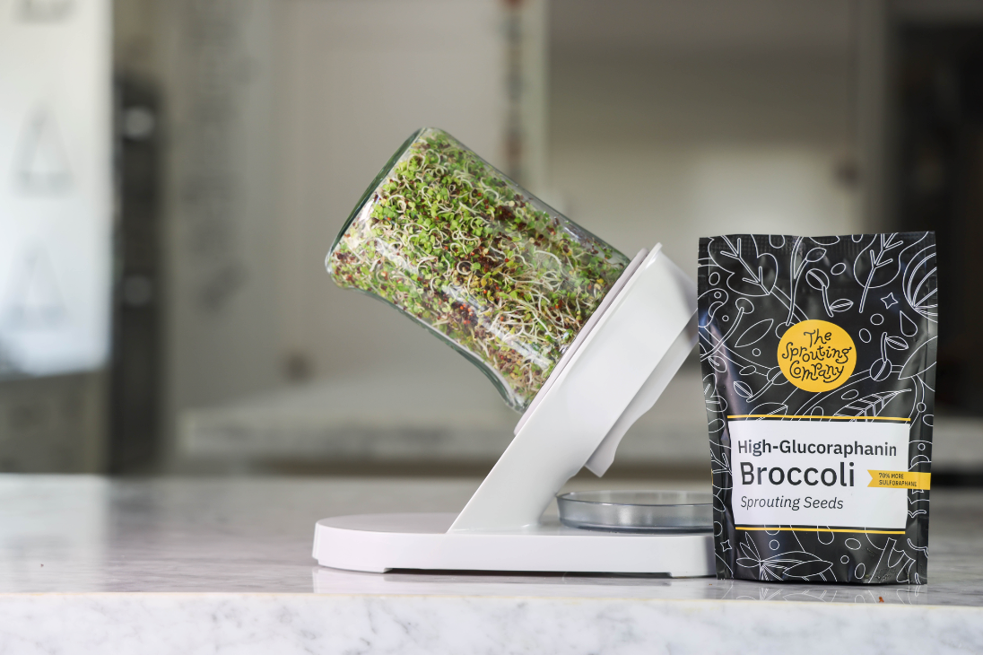 l carnitine sprouts Boost Your Workout Recovery with Broccoli Sprouts – The Sprouting Company l carnitine sprouts Boost Your Workout Recovery with Broccoli Sprouts – The Sprouting Company
