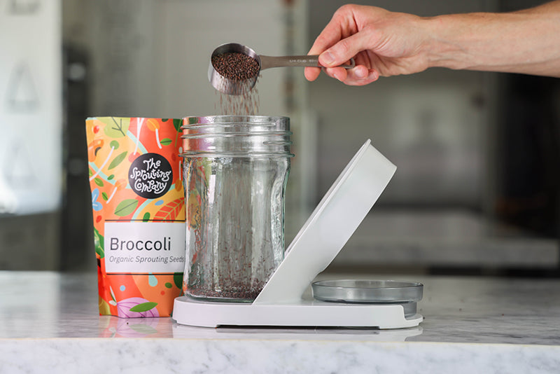 Hand pouring broccoli seeds into glass sprouter