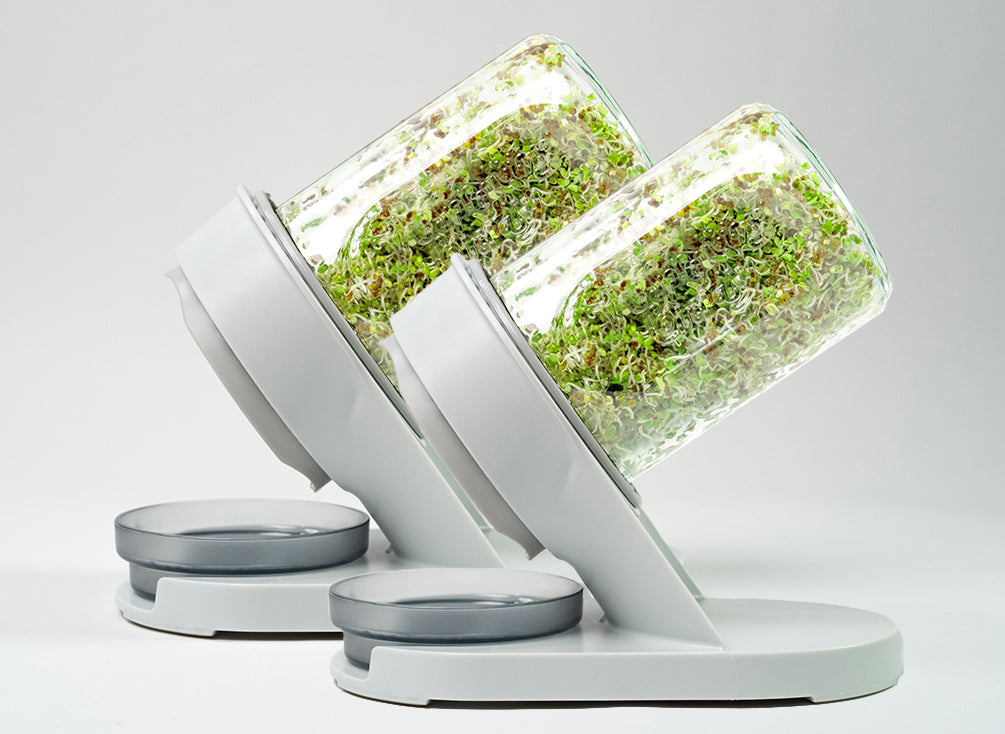 Dual glass sprouter system with fresh sprouts