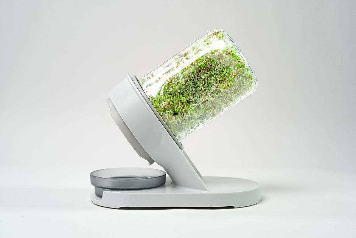 Glass sprouter side view with fresh sprouts