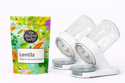 Organic lentils seeds with dual sprouter