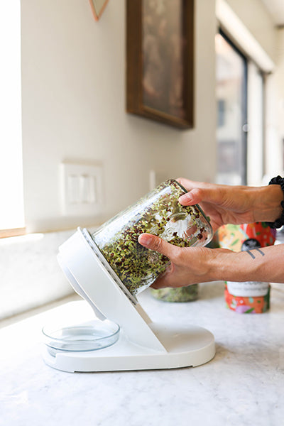 Starter Bundle: Organic High-Glucoraphanin Salad Mix